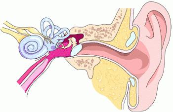 строение человеческого уха