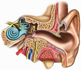 строение органа слуха