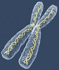 Хромосомная теория наследственности