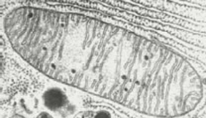 двумембранные органоиды клетки