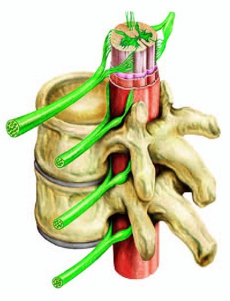 спинной мозг строение и функции