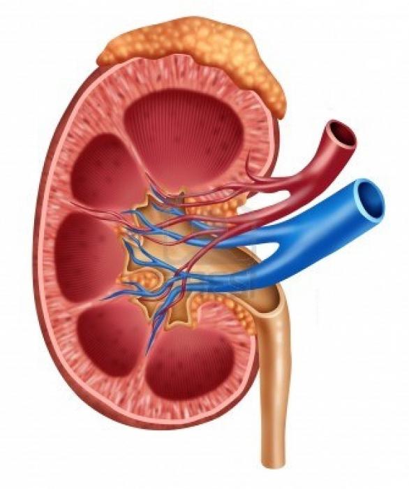 Внутреннее строение почки