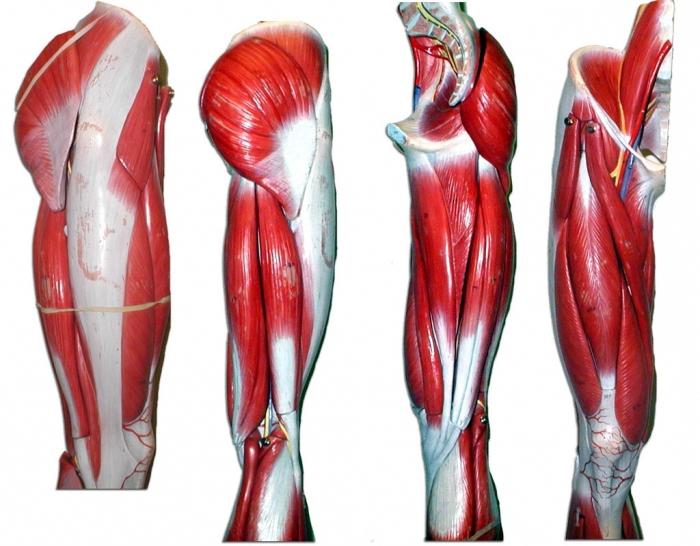 Мышцы ног анатомия
