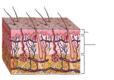 строение кожи