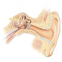 лечение уха народными средствами