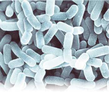 аципол инструкция отзывы