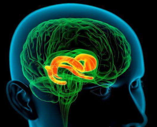 лимбическая система головного мозга