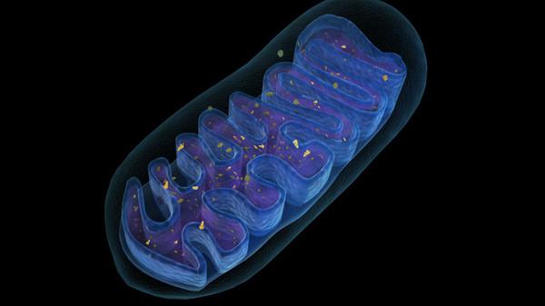 строение клетки живого организма
