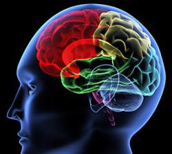 энцефабол и улучшение деятельности мозга