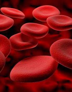 количество крови в человеке