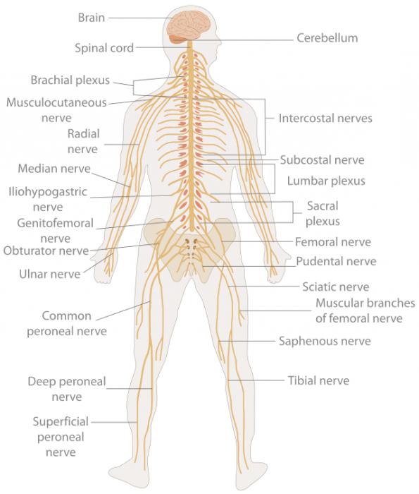 нервная система человека