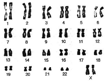 сколько пар хромосом у человека