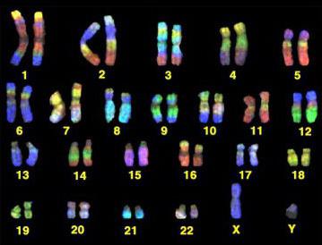 сколько хромосом у человека