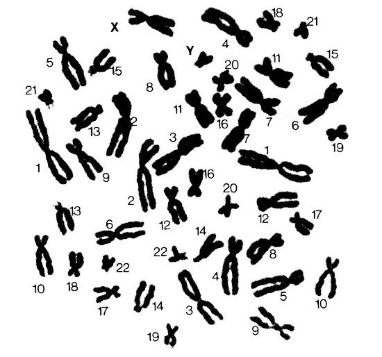 количество хромосом у человека