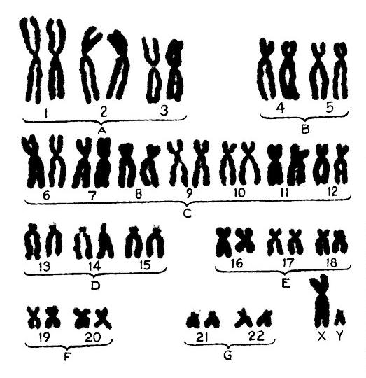 сколько хромосом у человека