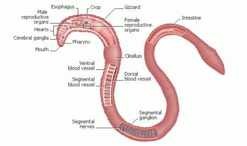 строение дождевого червя