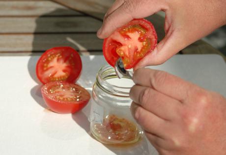 как правильно собрать семена помидор