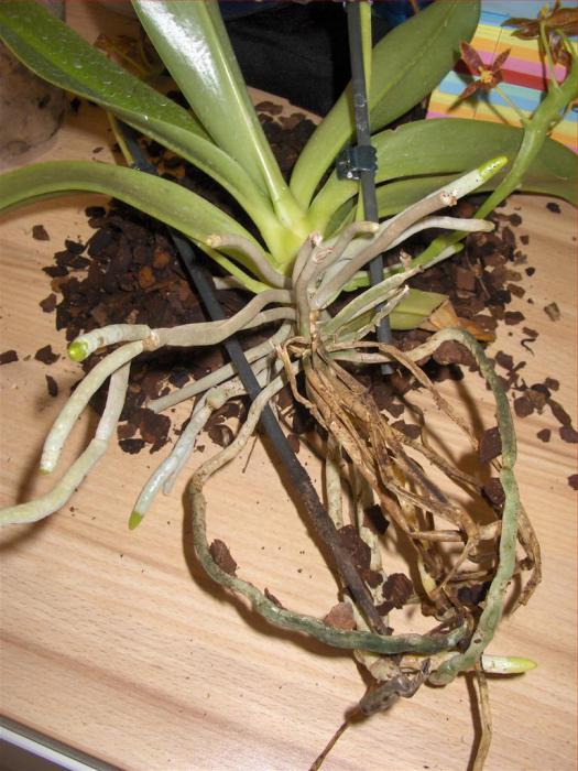 как правильно пересадить орхидею фаленопсис