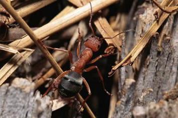 избавиться от муравьев в теплице