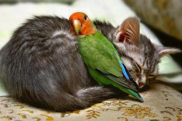 Как подружить кошку с попугаем