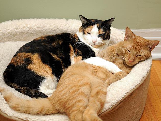 Как подружить кошку с котенком