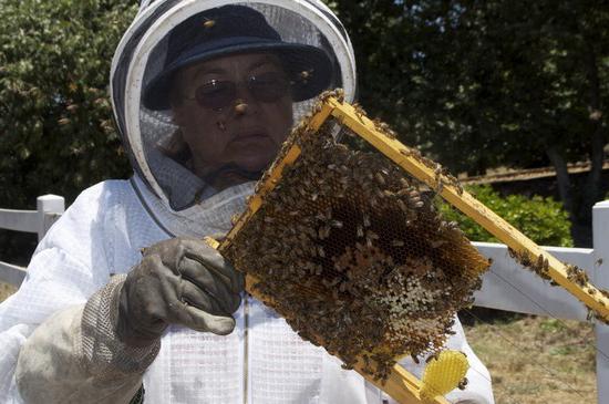 методы пчеловодства