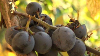 как уберечь виноград от осы