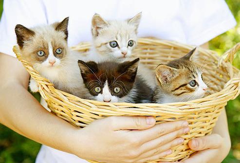 котенок не ходит на лоток