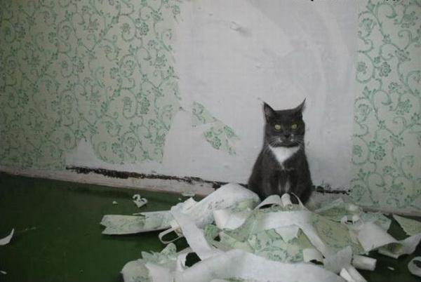 воспитание котенка