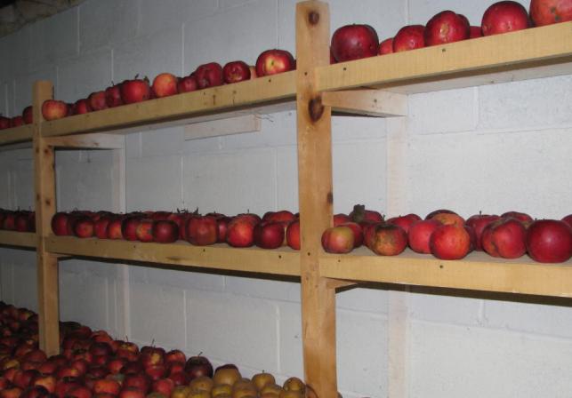 Хранение яблок зимой в подвале