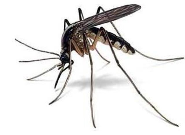 как размножаются комары 
