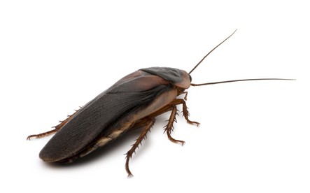 как избавиться от тараканов в домашних условиях