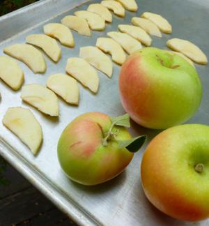 замораживают ли яблоки 