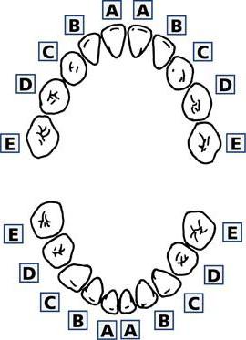 сколько молочный зубов у ребенка 