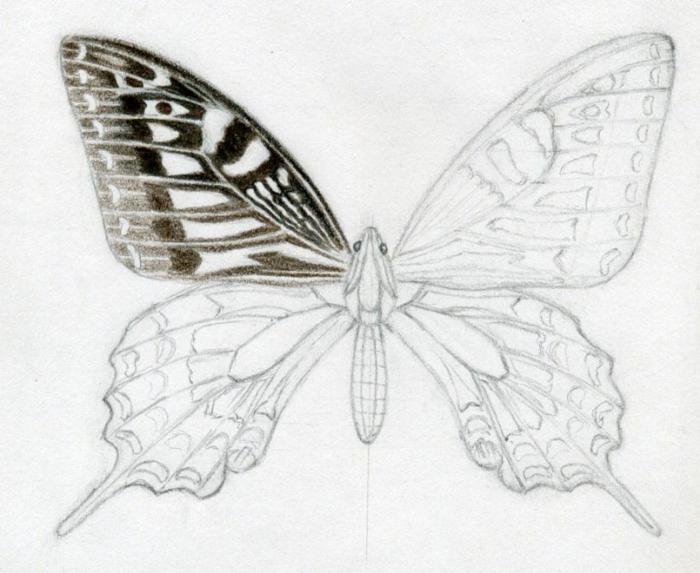 как красиво нарисовать бабочку 