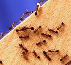 средство от домашних рыжих муравьев 