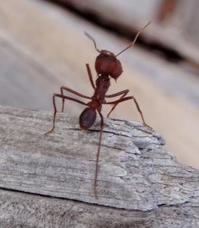 борьба с домашними муравьями 
