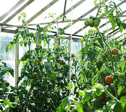 Как поливать помидоры в теплице