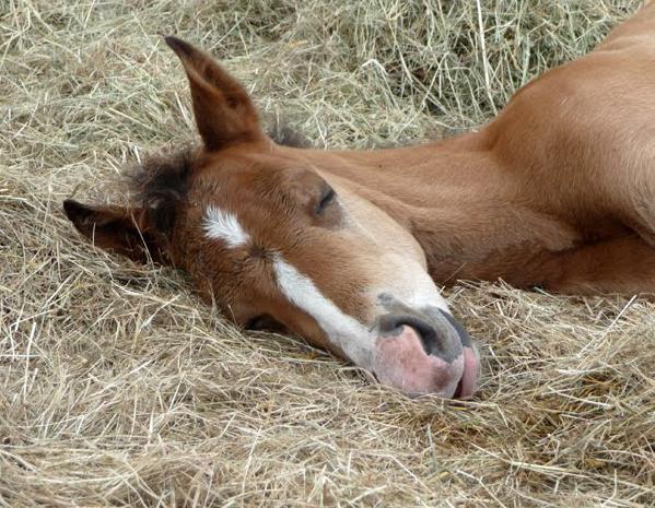 как спит лошадь, стоя или лежа