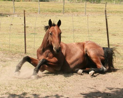 как спит лошадь фото