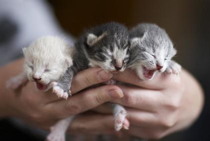 уход за новорожденными котятами