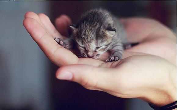 как выходить новорожденного котенка