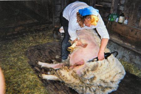 рентабельность овцеводства