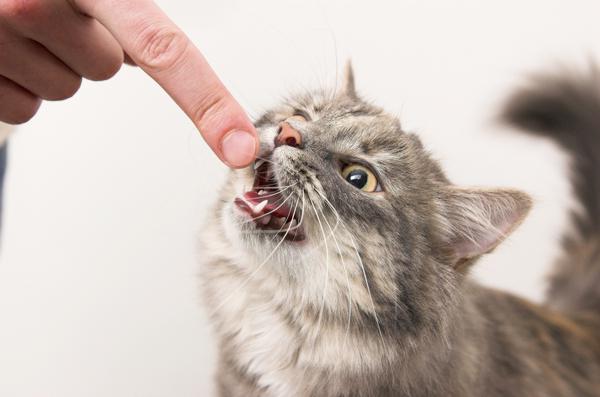 как отучить котенка кусаться