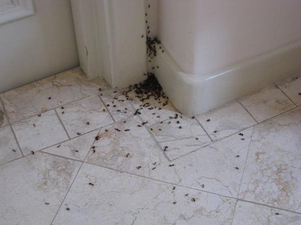 борьба с муравьями частном доме