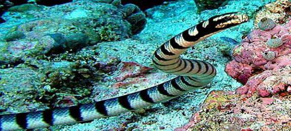  ядовитые морские змеи 