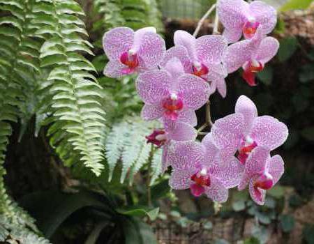 фото орхидей в природе