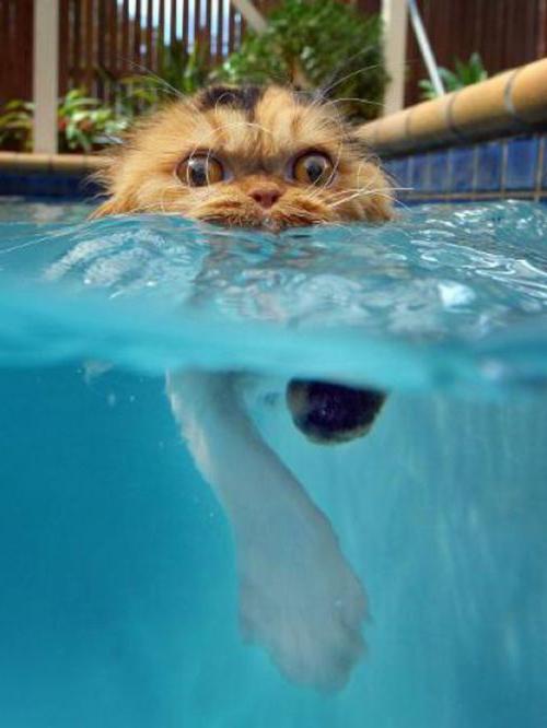 почему кошки боятся воды