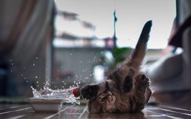 породы кошек которые любят воду