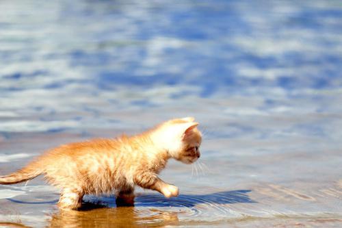 кошки под водой